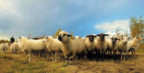 A herd of sheep